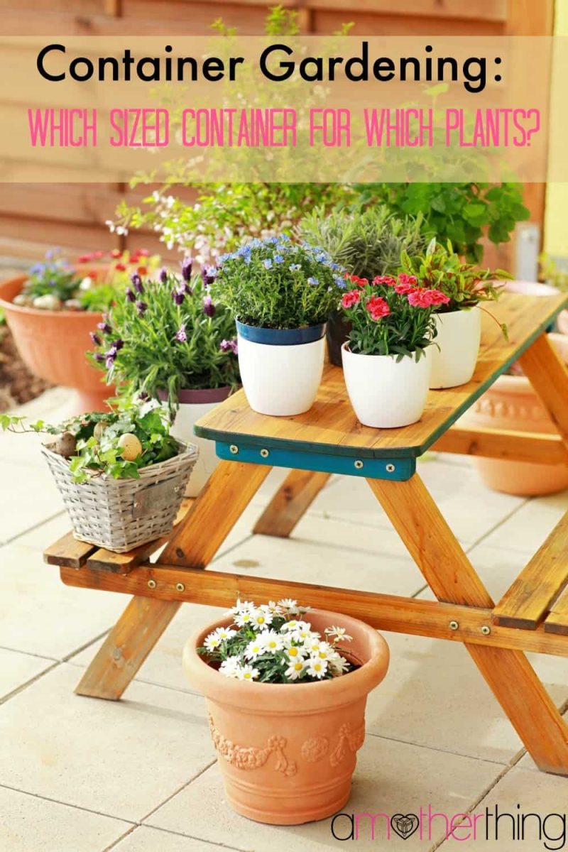 Container Gardening - Which Plants Grow Best in Which Sized Containers ...